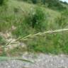 Fotografia 3 da espécie Elymus caninus do Jardim Botânico UTAD