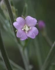 Epilobium lanceolatum