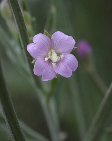 Fotografia de capa Epilobium lanceolatum - do Jardim Botânico