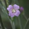 Fotografia 1 da espécie Epilobium lanceolatum do Jardim Botânico UTAD