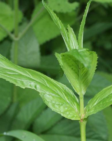 Fotografia de capa Epilobium obscurum - do Jardim Botânico