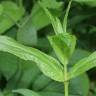 Fotografia 1 da espécie Epilobium obscurum do Jardim Botânico UTAD