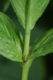 Fotografia da espécie Epilobium obscurum