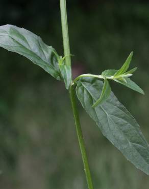 Fotografia 3 da espécie Epilobium obscurum no Jardim Botânico UTAD