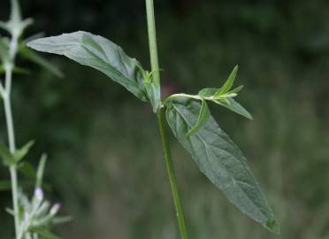 Fotografia da espécie Epilobium obscurum