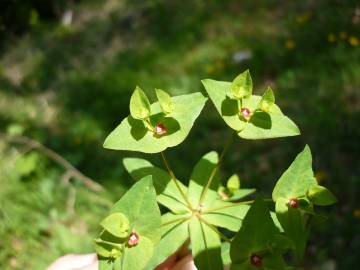 Fotografia da espécie Euphorbia dulcis