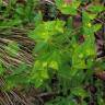 Fotografia 9 da espécie Euphorbia dulcis do Jardim Botânico UTAD