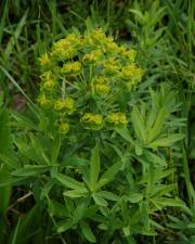 Fotografia da espécie Euphorbia esula