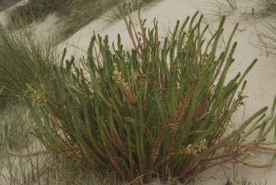 Fotografia da espécie Euphorbia paralias