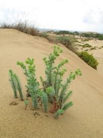 Fotografia da espécie Euphorbia paralias