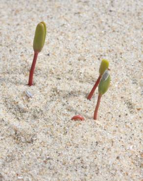 Fotografia 10 da espécie Euphorbia paralias no Jardim Botânico UTAD