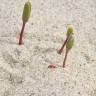 Fotografia 10 da espécie Euphorbia paralias do Jardim Botânico UTAD