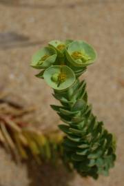 Fotografia da espécie Euphorbia paralias