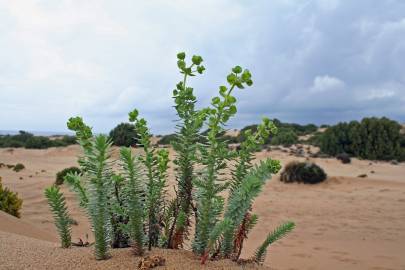 Fotografia da espécie Euphorbia paralias