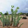 Fotografia 16 da espécie Euphorbia paralias do Jardim Botânico UTAD