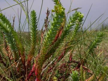 Fotografia da espécie Euphorbia paralias