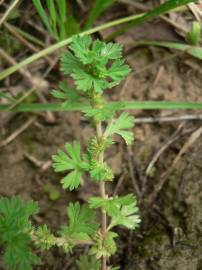 Fotografia da espécie Alchemilla arvensis