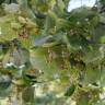 Fotografia 8 da espécie Tilia tomentosa do Jardim Botânico UTAD