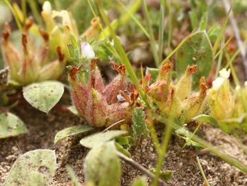 Fotografia da espécie Tripodion tetraphyllum