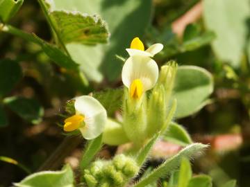 Fotografia da espécie Tripodion tetraphyllum