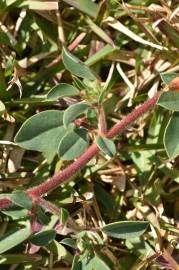 Fotografia da espécie Tripodion tetraphyllum
