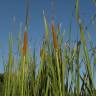 Fotografia 6 da espécie Typha domingensis do Jardim Botânico UTAD