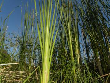 Fotografia da espécie Typha domingensis