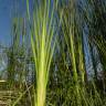 Fotografia 7 da espécie Typha domingensis do Jardim Botânico UTAD