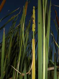 Fotografia da espécie Typha domingensis