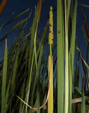 Fotografia 8 da espécie Typha domingensis no Jardim Botânico UTAD