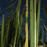 Fotografia 8 da espécie Typha domingensis do Jardim Botânico UTAD