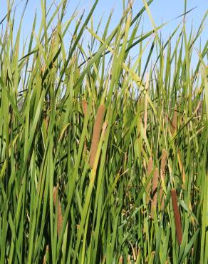 Fotografia 9 da espécie Typha domingensis no Jardim Botânico UTAD