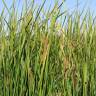 Fotografia 9 da espécie Typha domingensis do Jardim Botânico UTAD