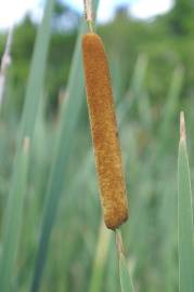 Fotografia da espécie Typha domingensis