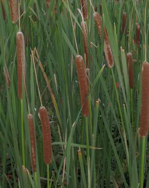 Fotografia 11 da espécie Typha domingensis no Jardim Botânico UTAD