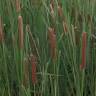 Fotografia 11 da espécie Typha domingensis do Jardim Botânico UTAD