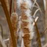 Fotografia 12 da espécie Typha domingensis do Jardim Botânico UTAD