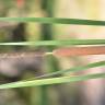 Fotografia 13 da espécie Typha domingensis do Jardim Botânico UTAD