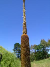 Fotografia da espécie Typha domingensis