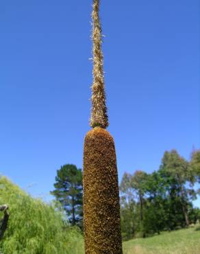 Fotografia 14 da espécie Typha domingensis no Jardim Botânico UTAD