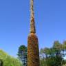 Fotografia 14 da espécie Typha domingensis do Jardim Botânico UTAD