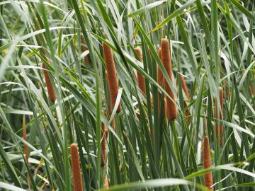 Fotografia da espécie Typha domingensis