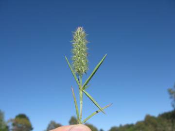 Fotografia da espécie Trifolium angustifolium