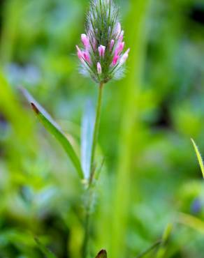 Fotografia 6 da espécie Trifolium angustifolium no Jardim Botânico UTAD