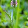 Fotografia 6 da espécie Trifolium angustifolium do Jardim Botânico UTAD