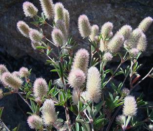 Fotografia da espécie Trifolium angustifolium