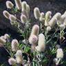 Fotografia 7 da espécie Trifolium angustifolium do Jardim Botânico UTAD