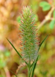 Fotografia da espécie Trifolium angustifolium