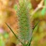 Fotografia 8 da espécie Trifolium angustifolium do Jardim Botânico UTAD