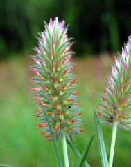 Trifolium angustifolium